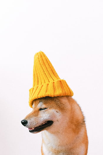 Adorable Shiba Inu dog wearing a yellow knit hat. Perfect for pet graphy collections. HD phone wallpaper