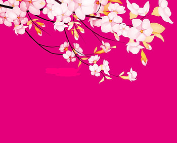 Pink Sakura, vector, sss, sakura HD wallpaper