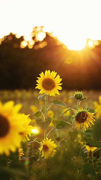 sunflower HD phone wallpaper