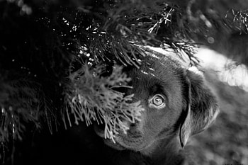 Dog, sweet, animal, dogs, cute, beautiful, puppys, puppy, pretty, animals, lovely HD wallpaper