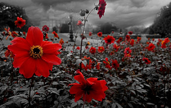Red Promise, colorful, fiield, stems, gray, leaves, yellow, red, flowers HD wallpaper