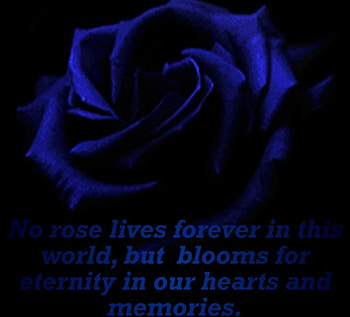 No Rose Lives Forever, blue, rose, blooms, forever HD wallpaper