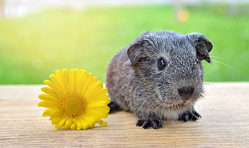 Animals, Grass, Flower, Guinea Pig, Rodent HD wallpaper