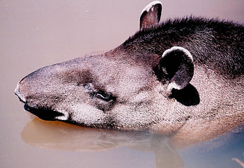 Atlantic forest, Tapir extinction, Forest at risk, Endangered HD wallpaper