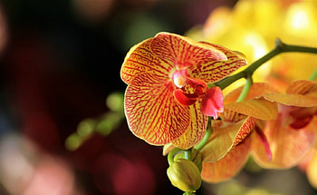 Orchids, flowers, bloom, petals HD wallpaper
