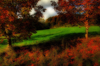 Autumn colours, trees, autumn, red, fall HD wallpaper