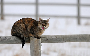Animals, Winter, Snow, Sit, Cat, Fence, Scream, Cry HD wallpaper