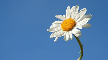 Bright and cheerful, Daisy close-up, Sunny disposition, Joyful flower HD wallpaper