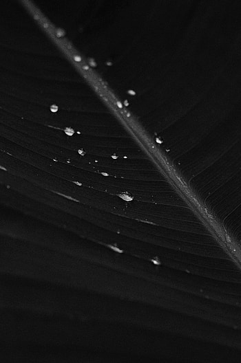 Drops, Macro, Sheet, Leaf, Bw, Chb HD phone wallpaper