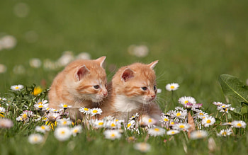 sisters, cats, nature, pretty HD wallpaper
