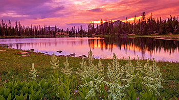 Clegg Lake, Utah, meadow, usa, reflection, trees, clouds, sky, flowers, water, sunset HD wallpaper