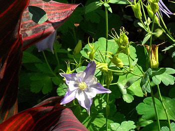 Flower, purple, plant, pretty HD wallpaper