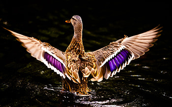 Majestic duck, Elegant plumage, Nature's masterpiece, Brilliant colors HD wallpaper