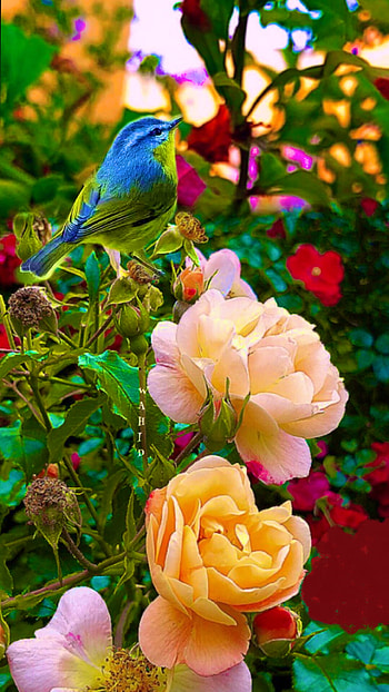Julie on All birds are beautiful. Beautiful birds, Most beautiful birds, Pretty birds, Birds Flowers Nature HD phone wallpaper