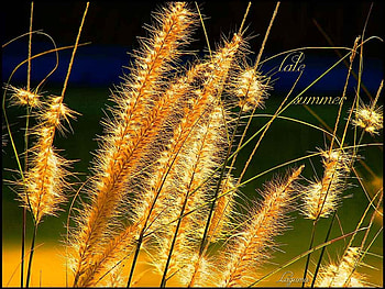 late summer, autumn, reap, grain, gold HD wallpaper
