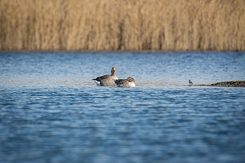 Animals, Geese, Birds, Pond HD wallpaper