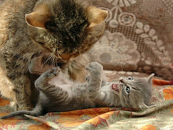 Cats, animals HD wallpaper
