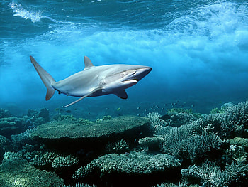 Shark, Aquatic predator, Oceanic beauty, Fierce appearance HD wallpaper