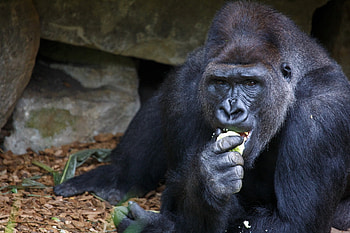 Animals, Food, Sit, Muzzle, Gorilla HD wallpaper