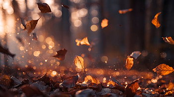 Golden Hour Leaf Ballet — Quad Bokeh, Leaf, Blur, Golden Hour, Leaf Pile, Bokeh HD wallpaper