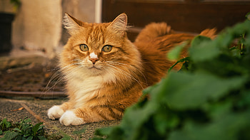 Light Yellow Eyes Brown Fur Cat Is Lying Down On Floor Cute Cat HD wallpaper