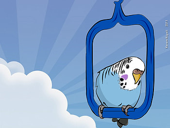 Budgie by Kerem, budgie, parakeet, bird, parrot HD wallpaper