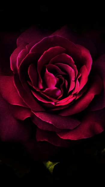Deep Red Rose, close-up, flower, nature, rose HD phone wallpaper