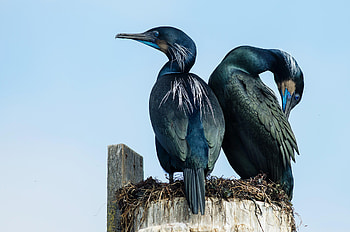 Cormorant graphy, Majestic birds, Atmospheric setting, Ethereal beauty HD wallpaper