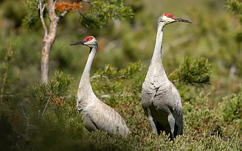 Sandhill Cranes, animal, crane, bird, sandhill crane HD wallpaper