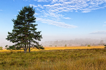 Nature, Grass, Wood, Tree, Branches, Field, Spruce, Fir HD wallpaper
