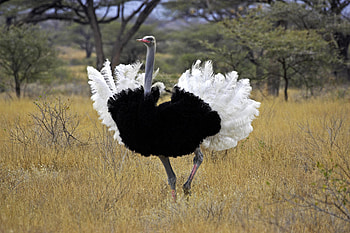 The Somali, Ostrich HD wallpaper