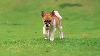 Animals, Grass, Stroll, Puppy HD wallpaper