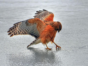 thirst, beak, bird, claw, nature HD wallpaper
