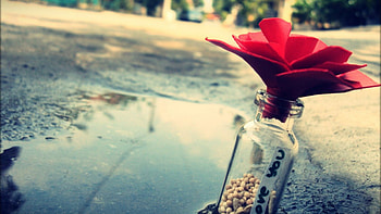 A message in the bottle., one, flower, street, , botlle, water HD wallpaper