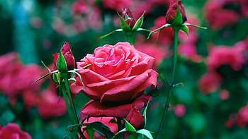 Plants, Flowers, Roses HD wallpaper
