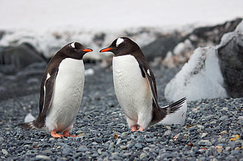 Penguins , penguins, animals HD wallpaper