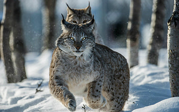 Siberian lynx, Captivating feline, Untamed nature, -spirited creature HD wallpaper