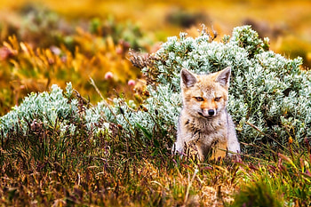 Small fox, plants, grass, shrubs, fox, Small HD wallpaper
