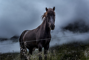 Horse, animal, nature, wild HD wallpaper