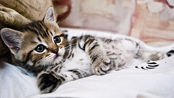 Kitten Lying Striped Small Cute HD wallpaper