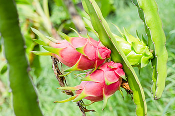 Dragon Fruit, American-grown, Unique cactus variety, Exotic fruit garden HD wallpaper