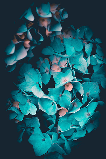 Flowers, Petals, Hydrangea, Inflorescences, Inflorescence HD phone wallpaper