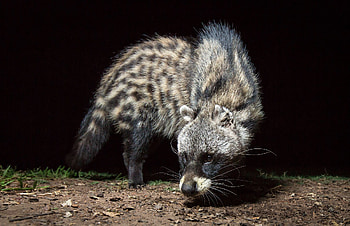 Civet , Stunning visuals HD wallpaper