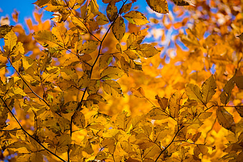 Nature, Autumn, Leaves, Branch, Dry HD wallpaper