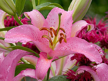 Plants, Flowers, Lilies HD wallpaper