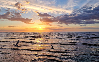 Sunset and Seagulls, sea, Latvia, seagulls, sunset, clouds HD wallpaper