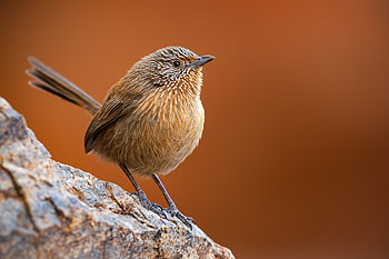 Dusky Grasswren (Amytornis purnelli). MacDonnell Region, Northern Territory, Australia., Animal, wren HD wallpaper