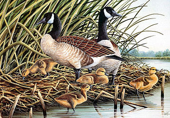Geese Family, birds, family, group, animals HD wallpaper
