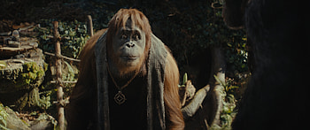 Kingdom of the Planet of the Apes, movie, Kingdom of the Planet of the Apes HD wallpaper