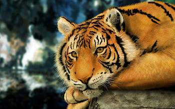 Animals, Muzzle, Striped, Big Cat, Tiger HD wallpaper